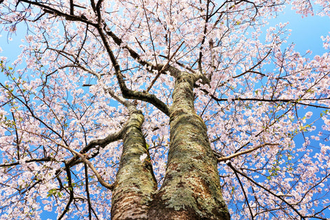 Japanese Cherry Trees