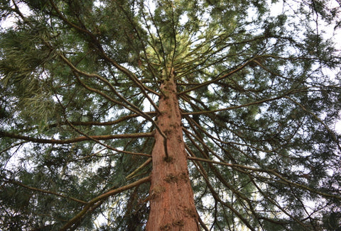 Koyamaki (Japanese Umbrella Pine)