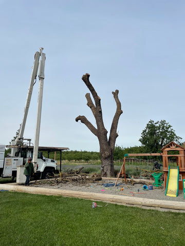 Free tree removal