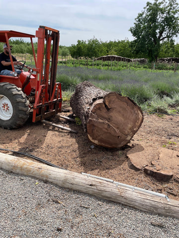 walnut log loading
