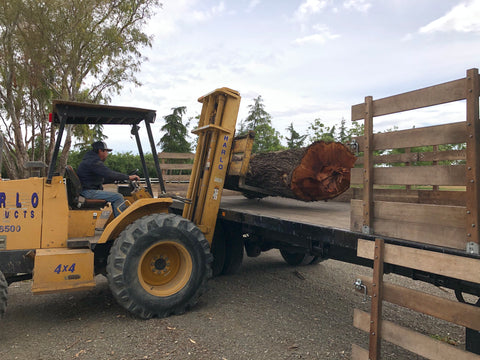Free walnut tree removal