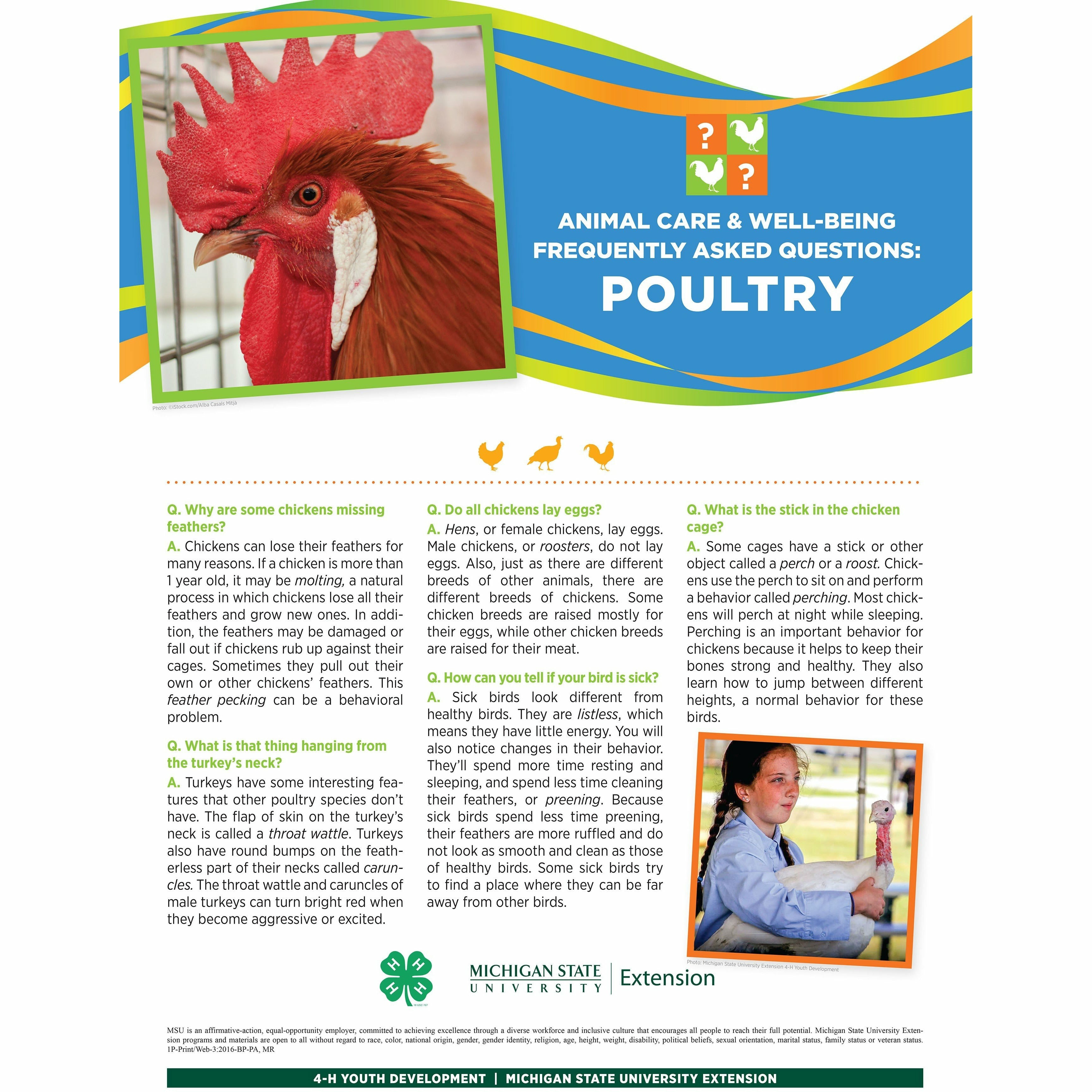 4-H Animal Care & Well-Being Poster – Poultry