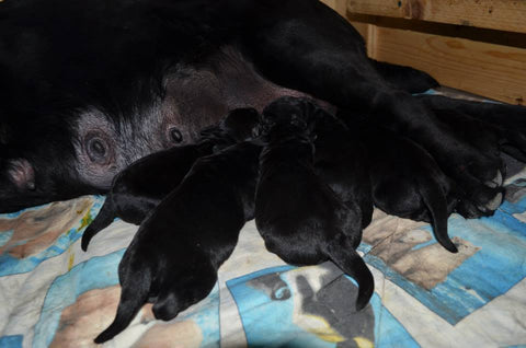 allevamento labrador nero cuccioli neri di labrador