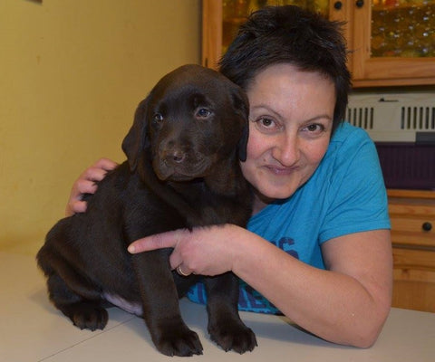 femmina labrador marrone disponibile