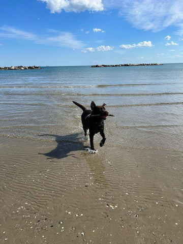 cane spiaggia labrador