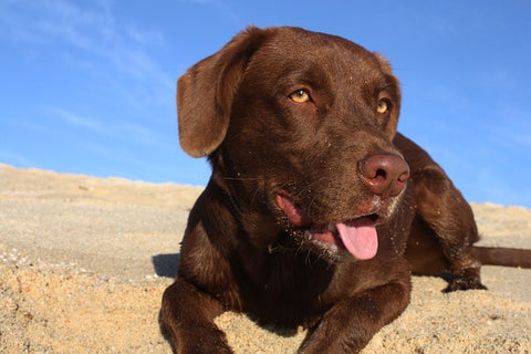 cane spiaggia labrador