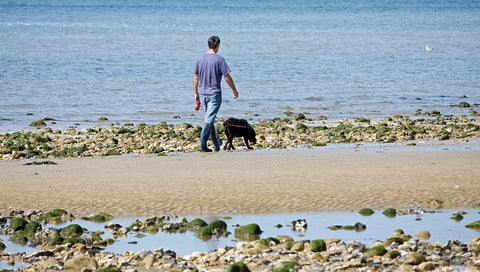 labrador spiaggia vacanza