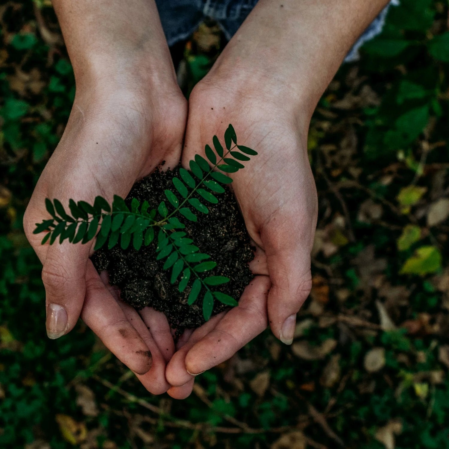 Hands holding a tree sapling