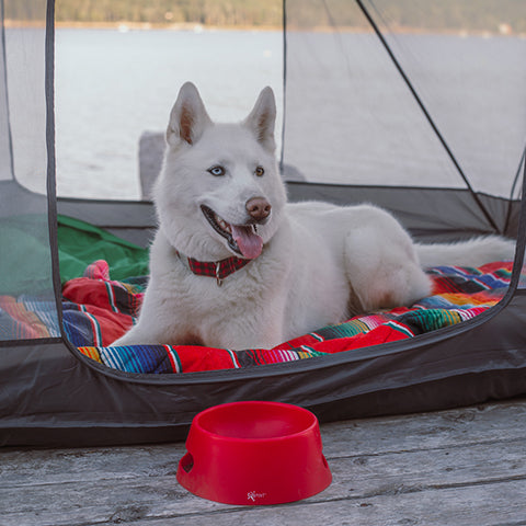 Dog bowl gift