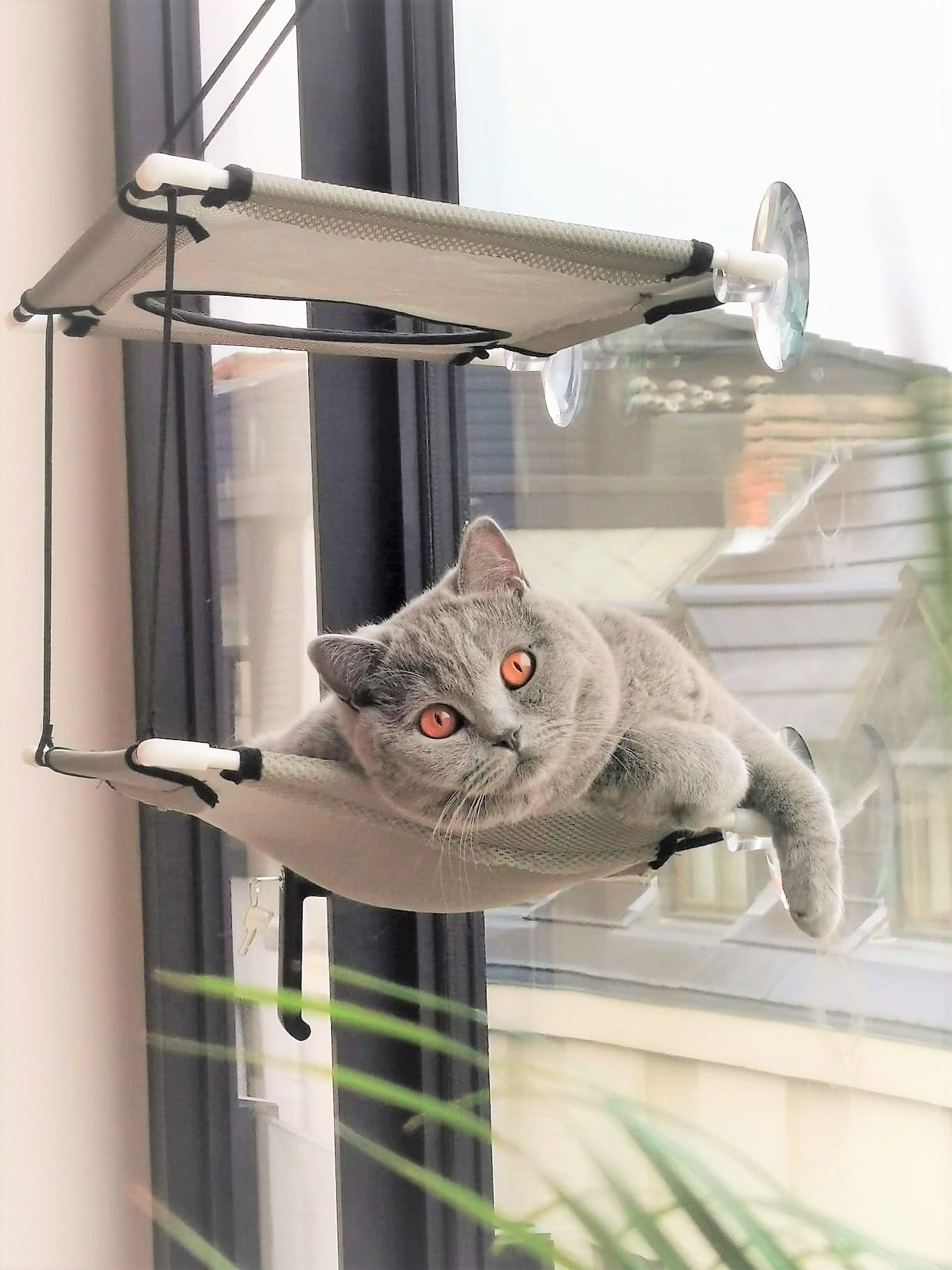 Relaxerende voor Katten - 2 niveau's sterke 30kg draagkracht – & Lux