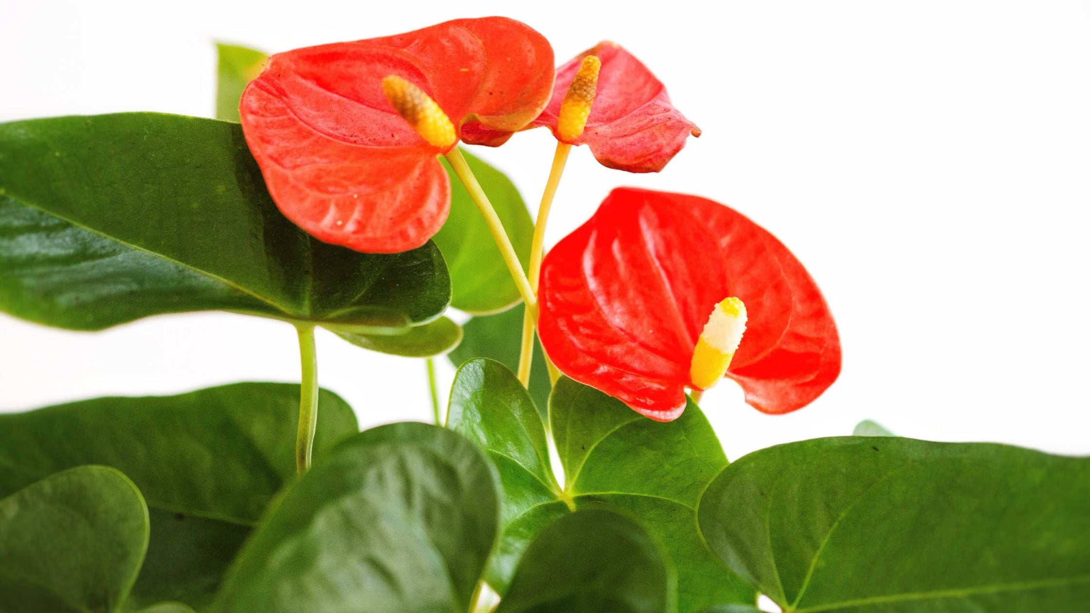 Anthurium