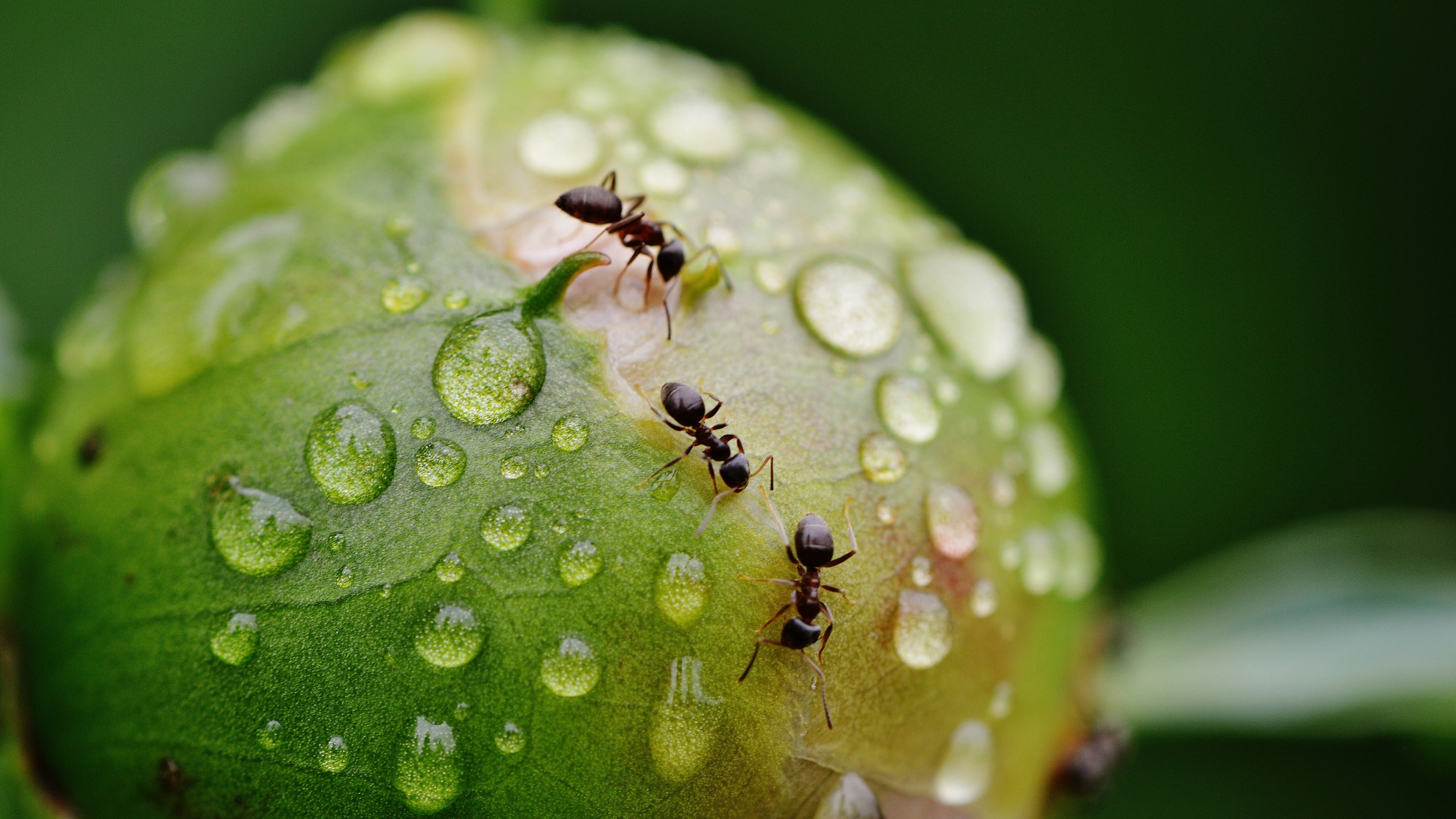 Peony with Ants