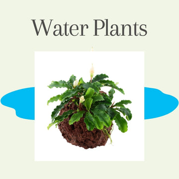 Water Plants