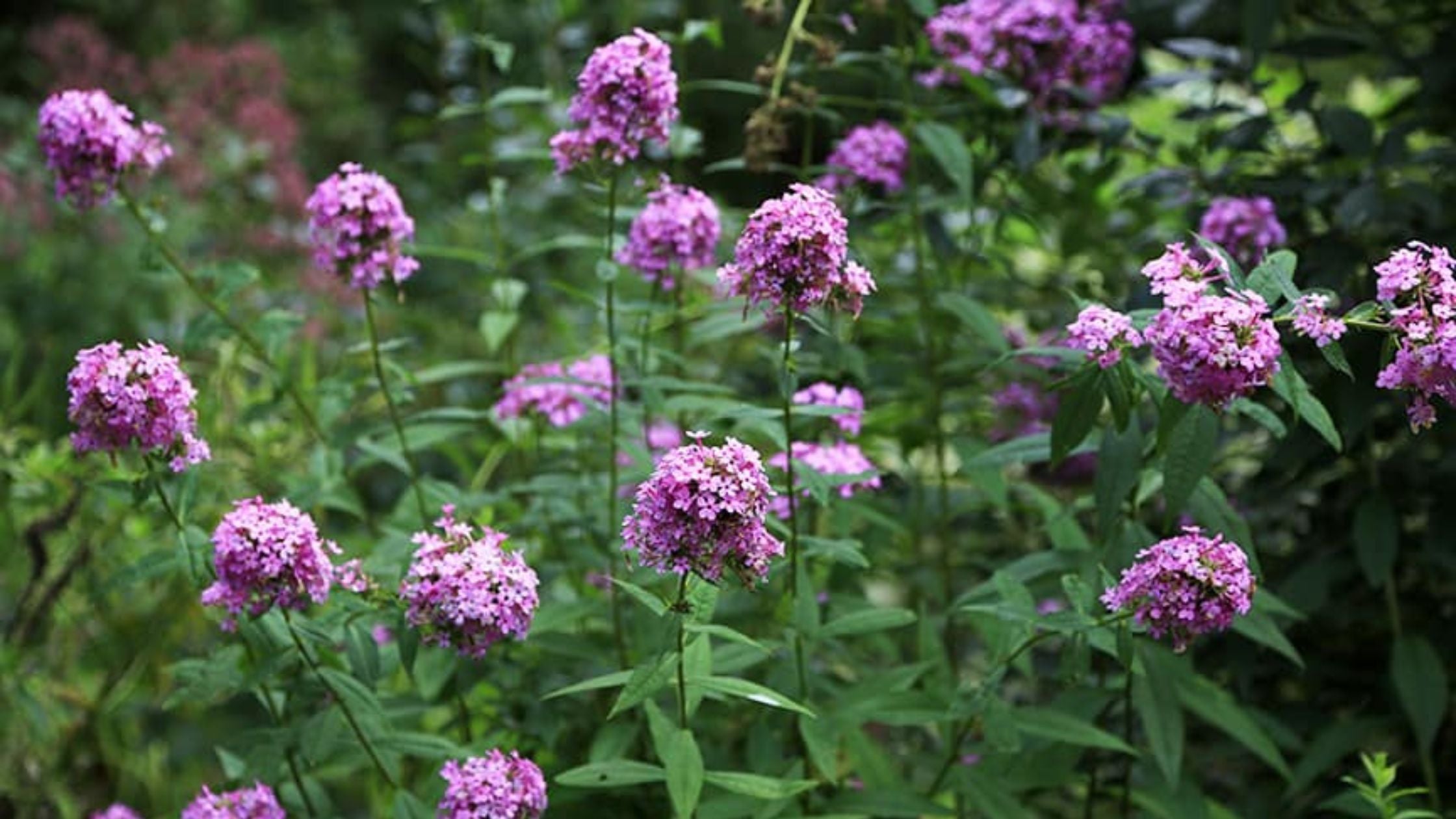 Phlox p. 'Jeana'