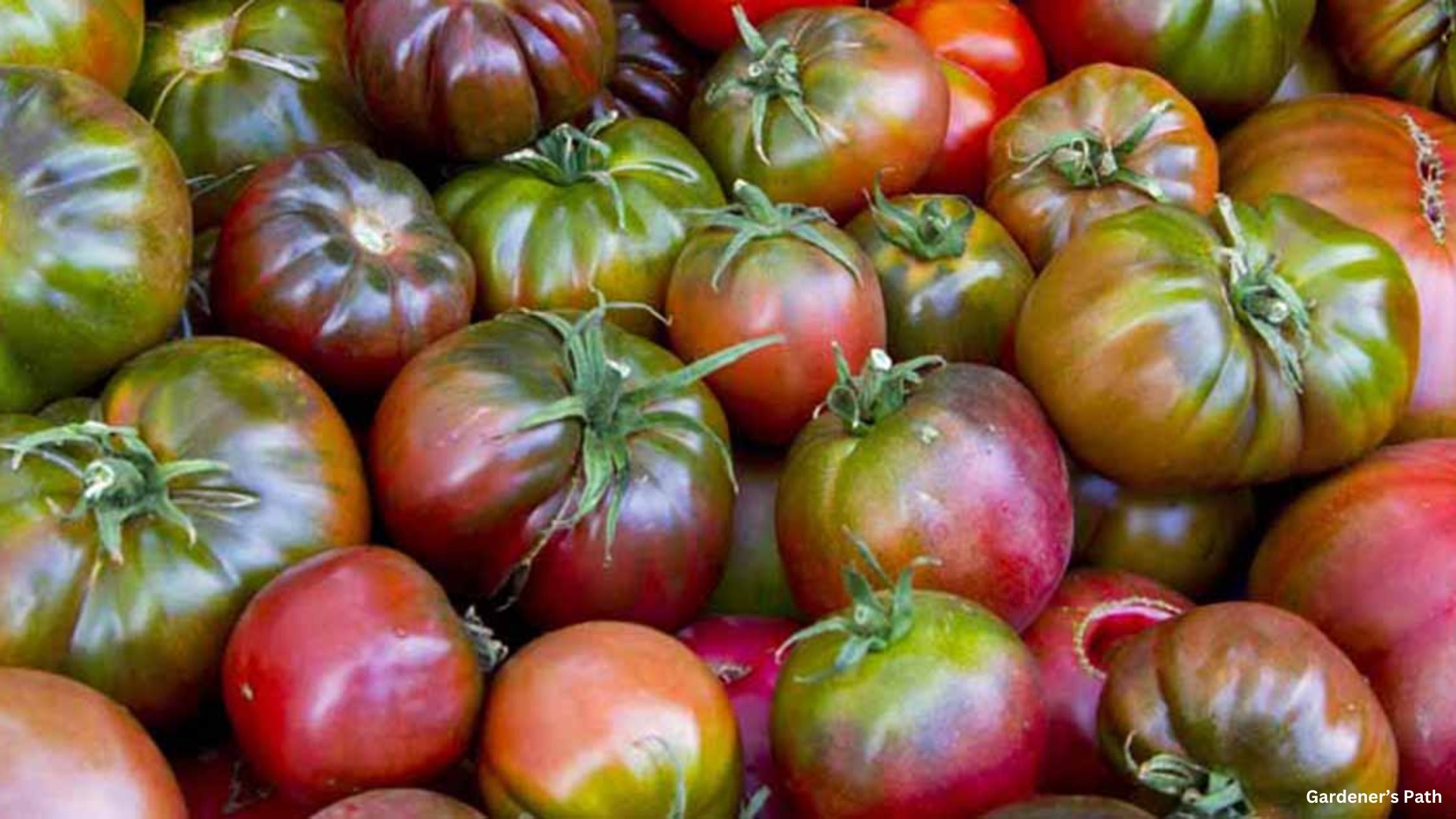 Cherokee Purple Heirloom Tomato