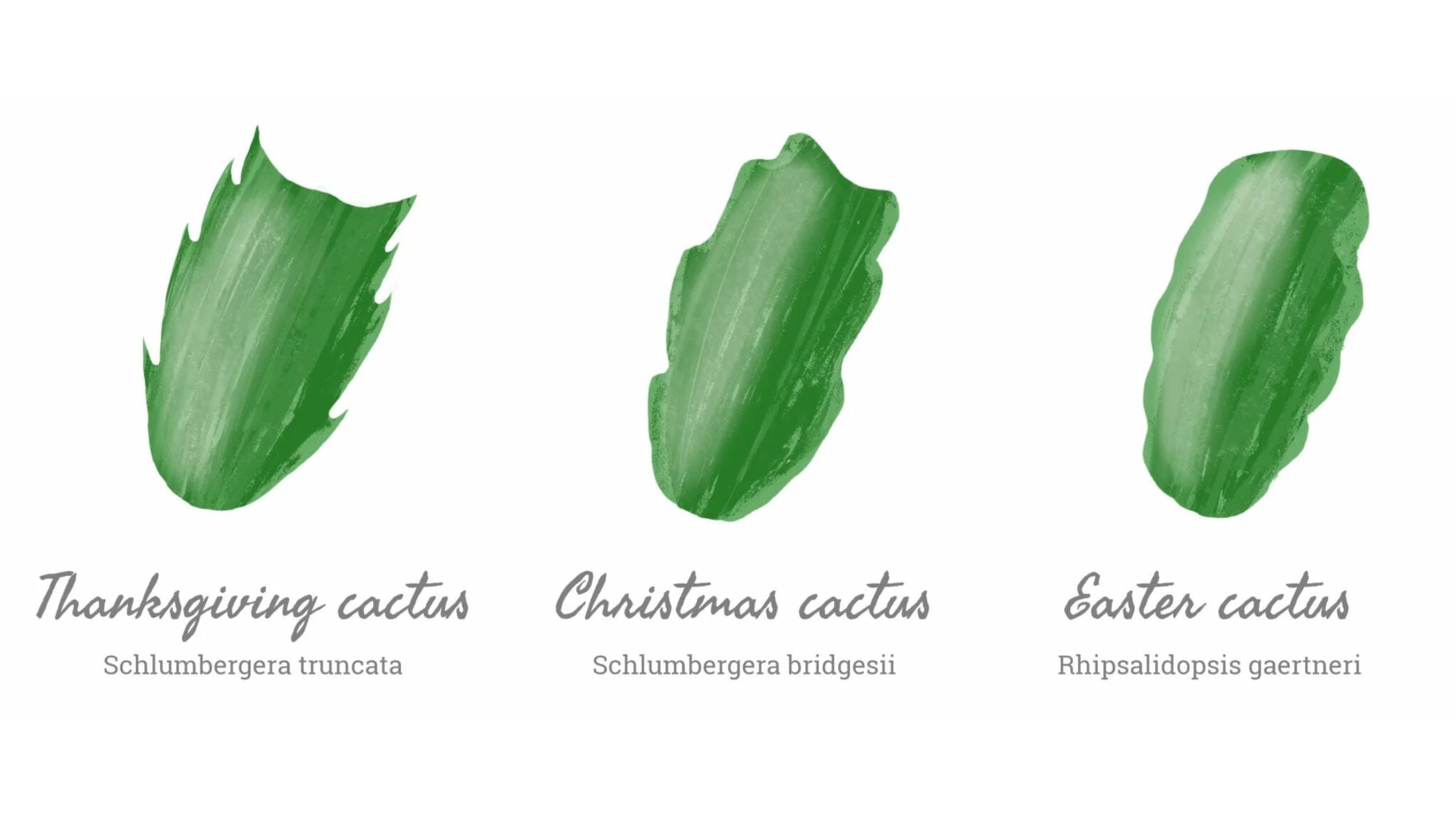 Holiday Cactus Types