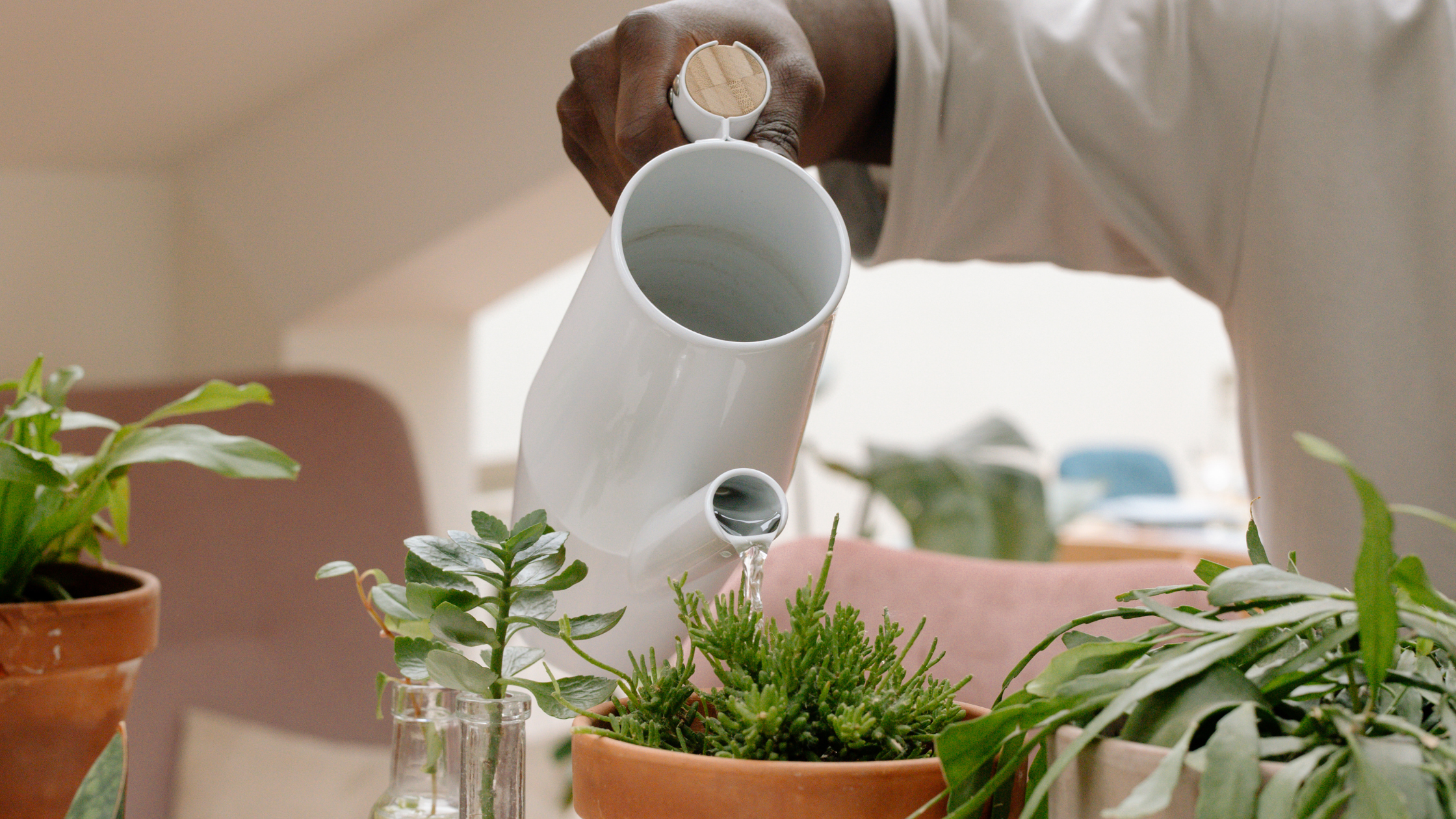 Watering Succulents