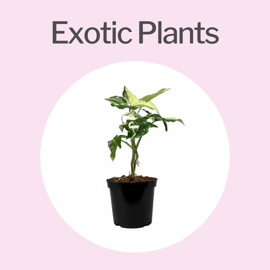 Exotic/Rare Plants