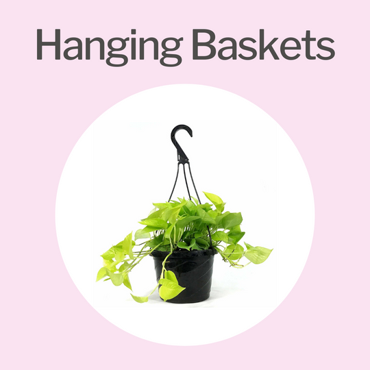 Tropical Hanging Baskets