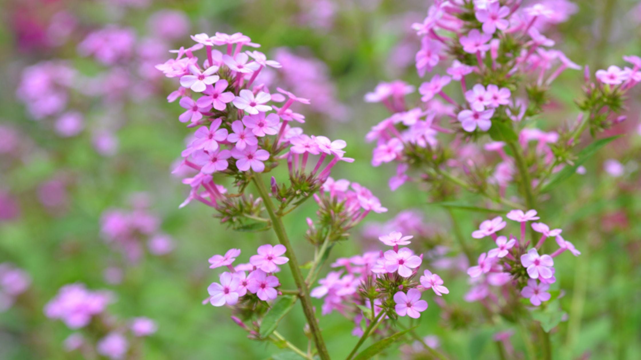 Phlox p. 'Jeana'