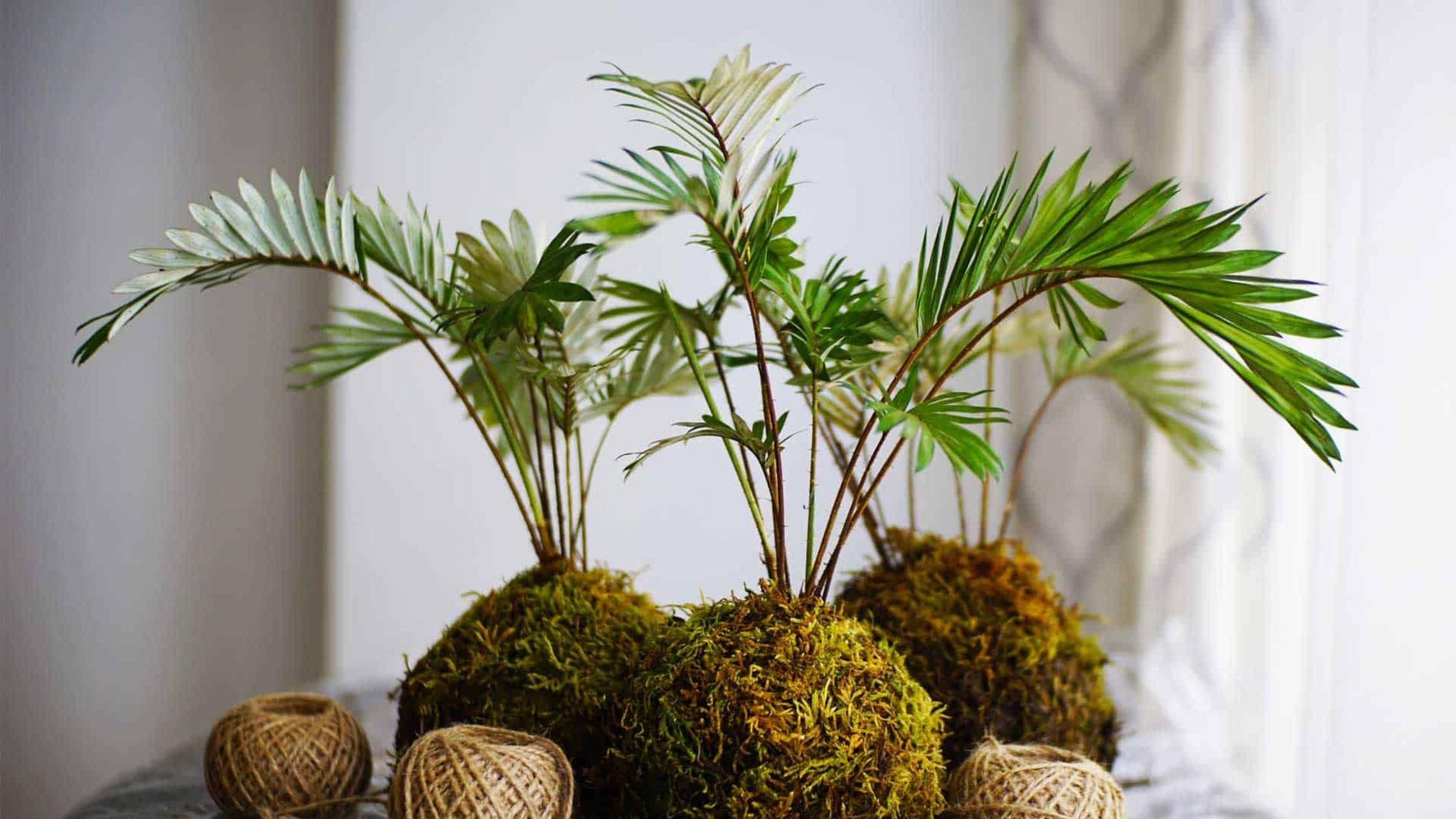 Kokedama palms