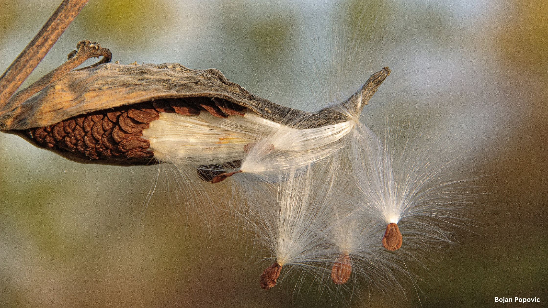 Milkweed Seed