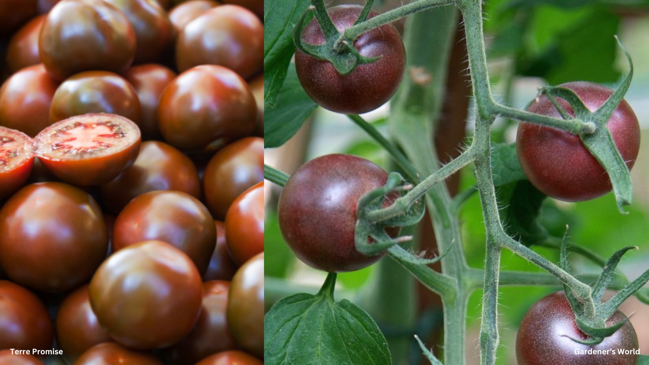 Black Cherry Heirloom Tomato