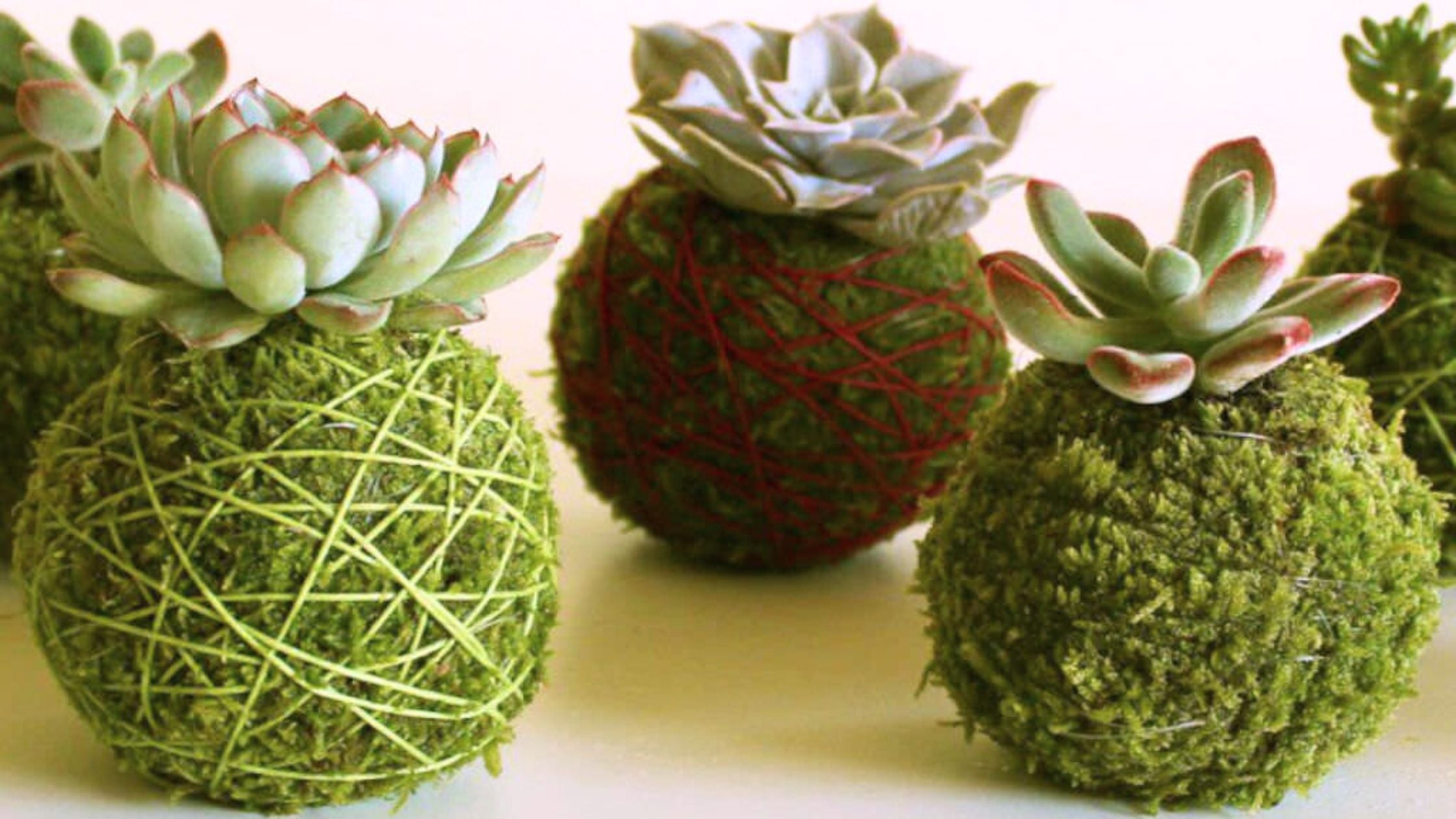 Kokedama Succulents