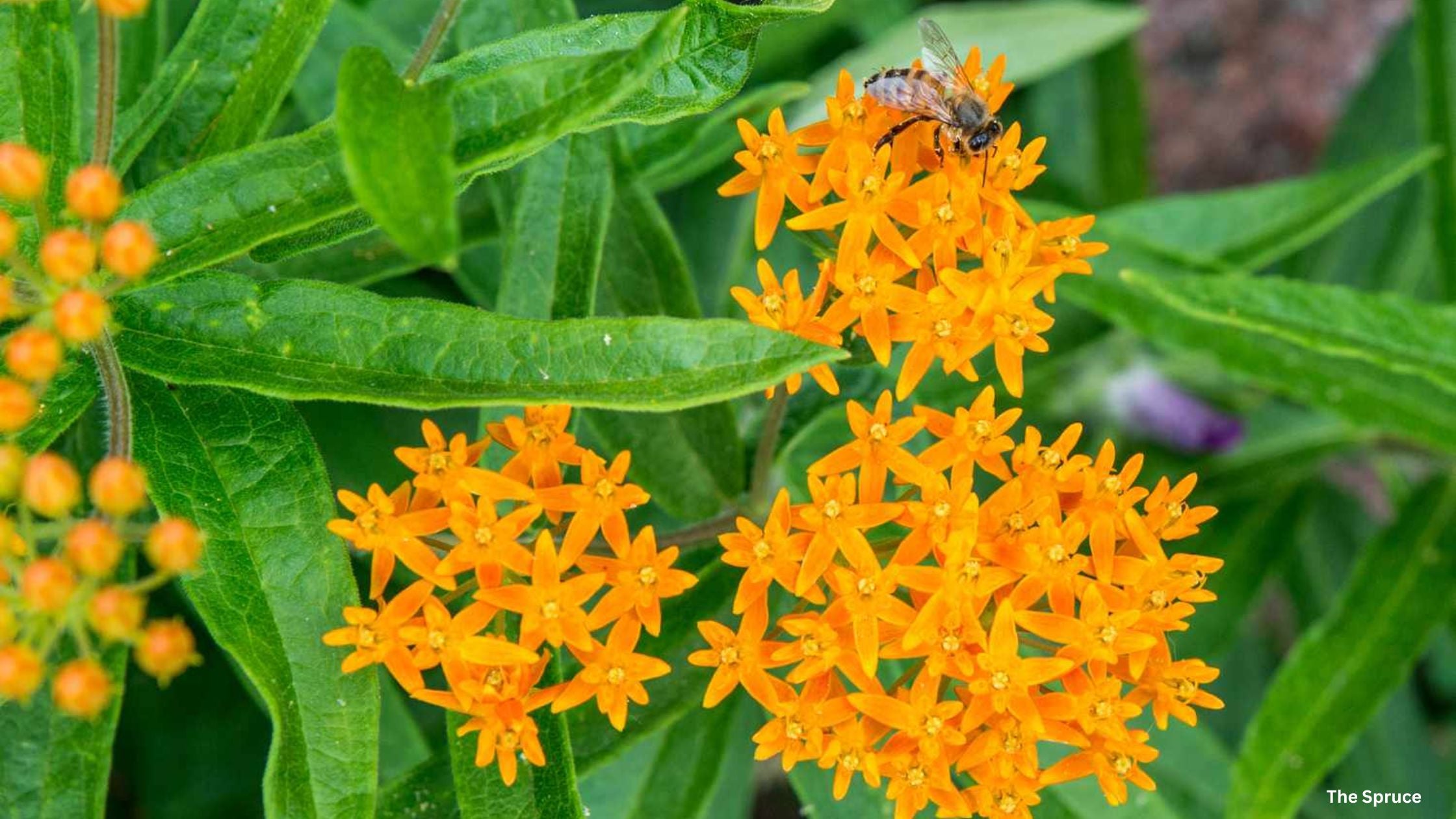 Butterfly Weed