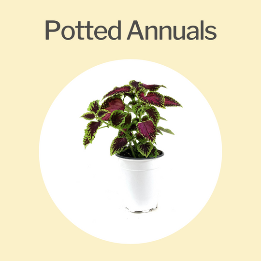 Potted Annuals