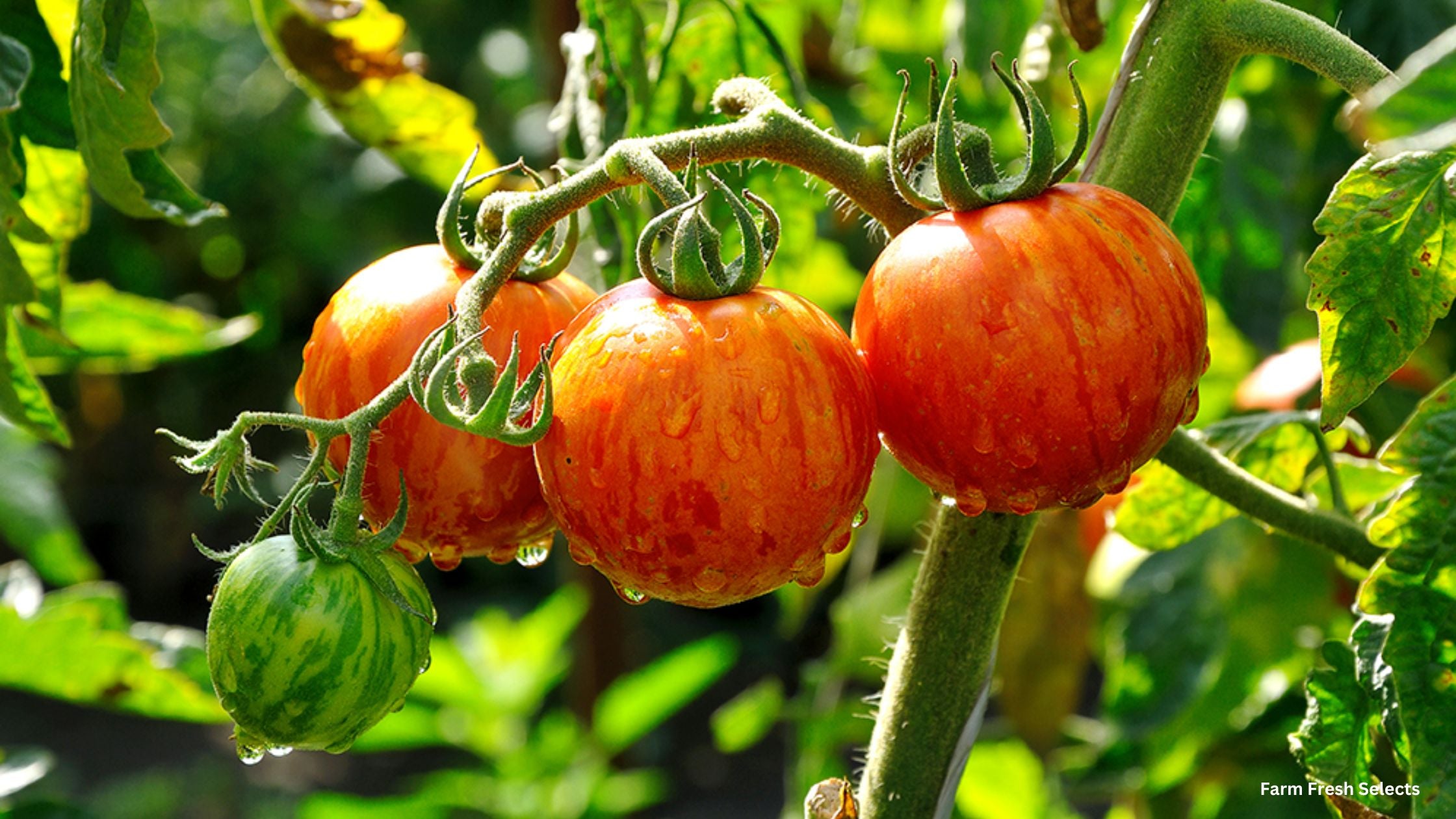 Mr. Stripey Heirloom Tomato