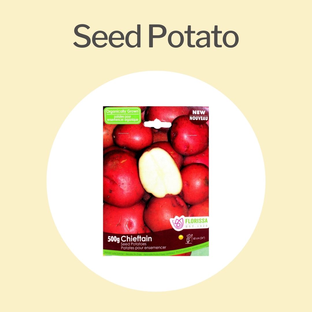 Seed Potato