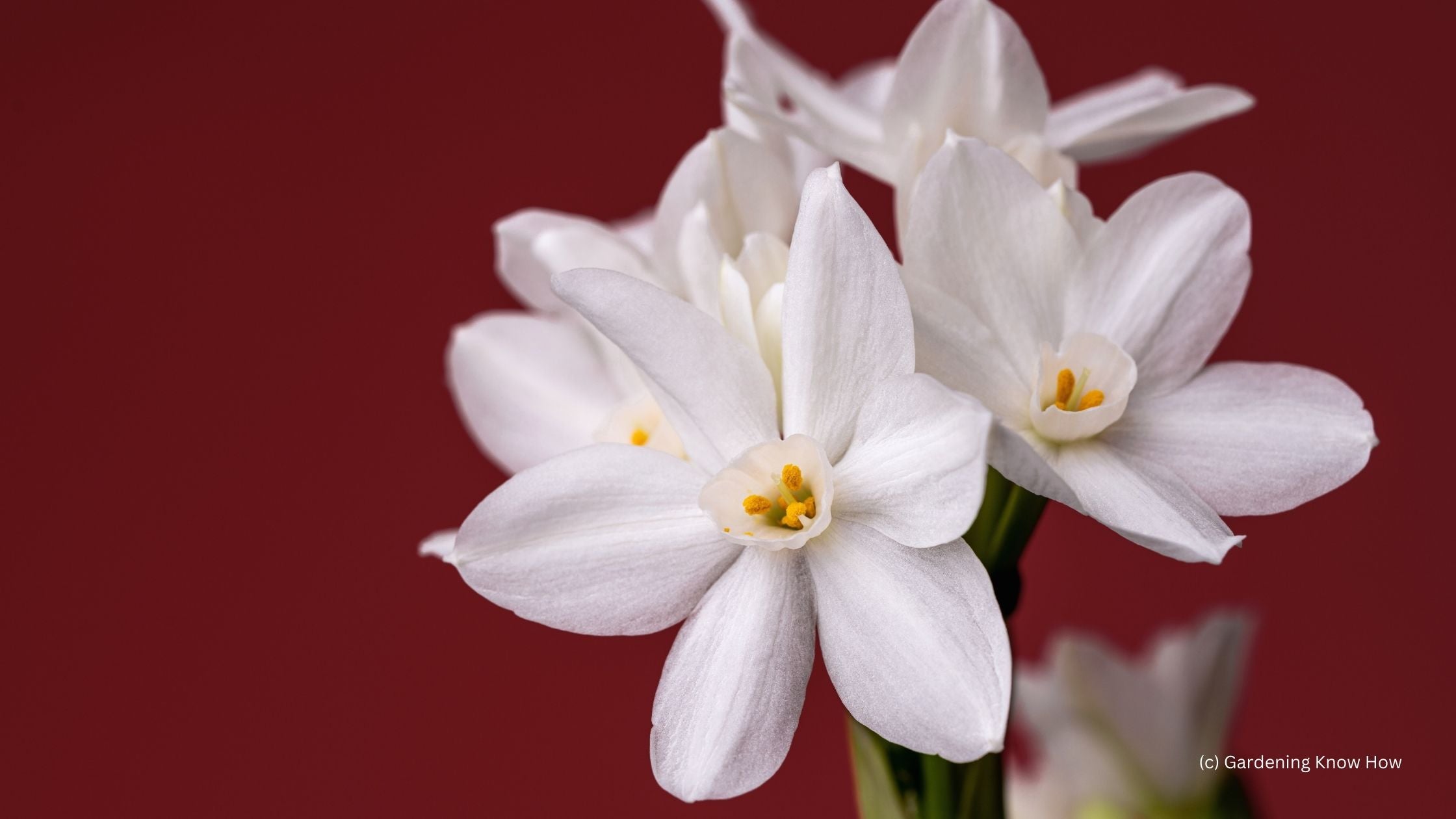 Paperwhites