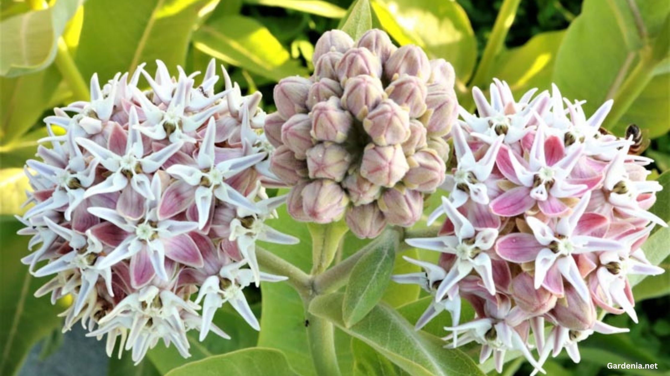 Showy Milkweed