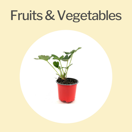 Fruits And Vegetables