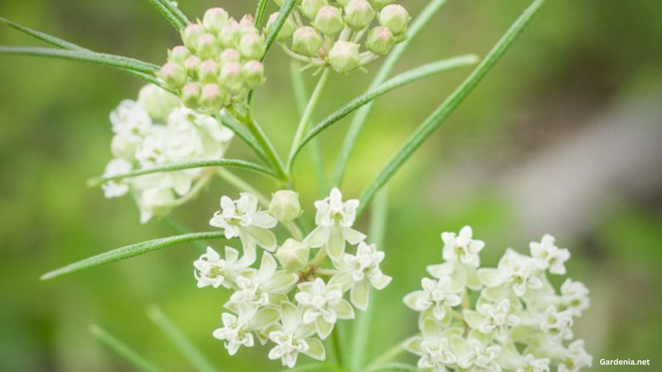 Whorled Milkweed