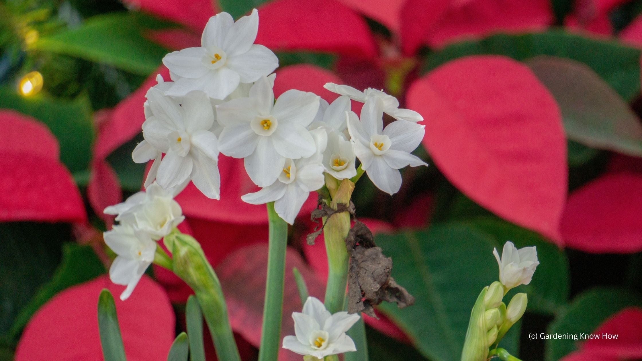 Paperwhites in front of Poinsettia