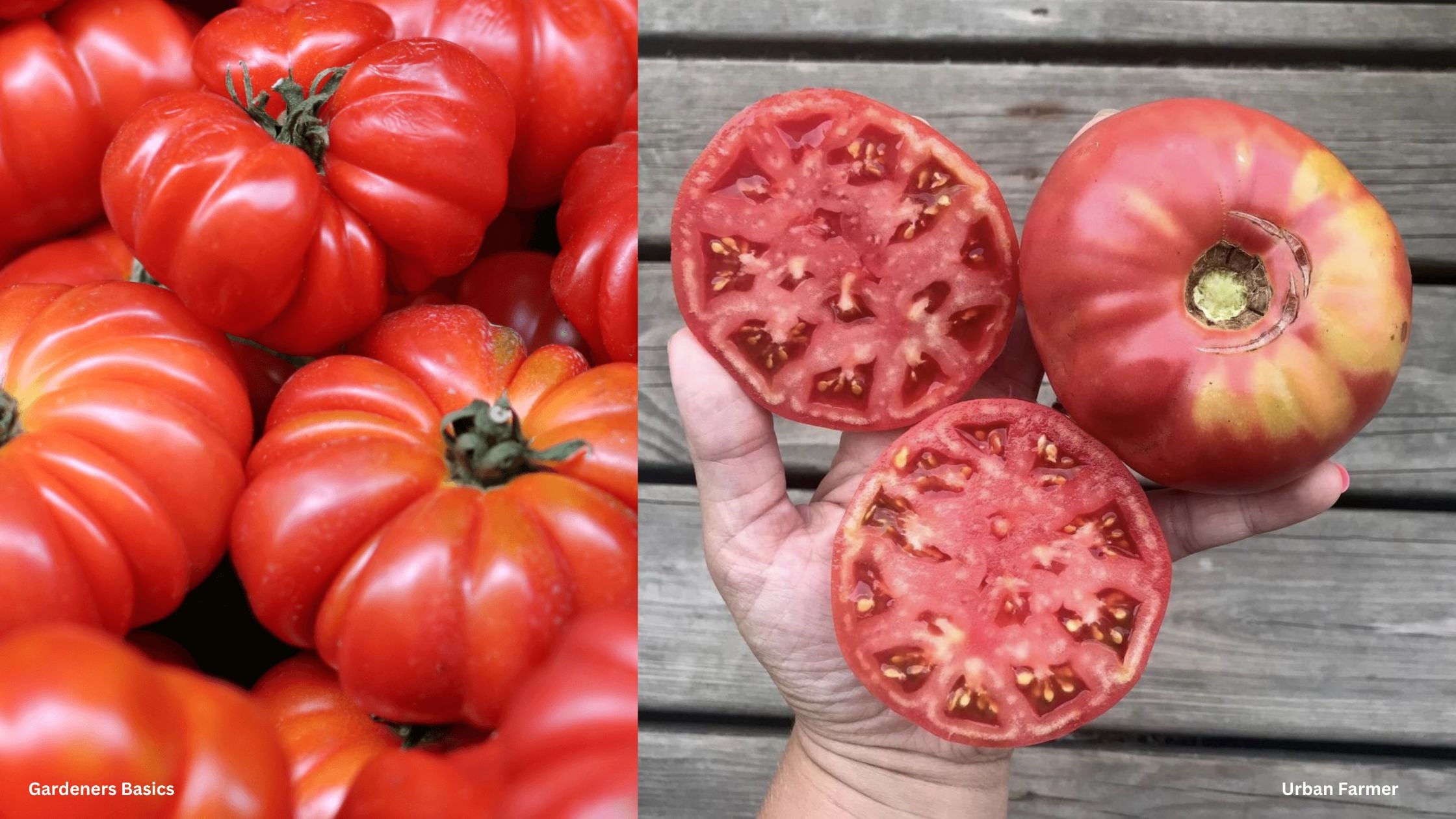 Mortgage Lifter Heirloom Tomato