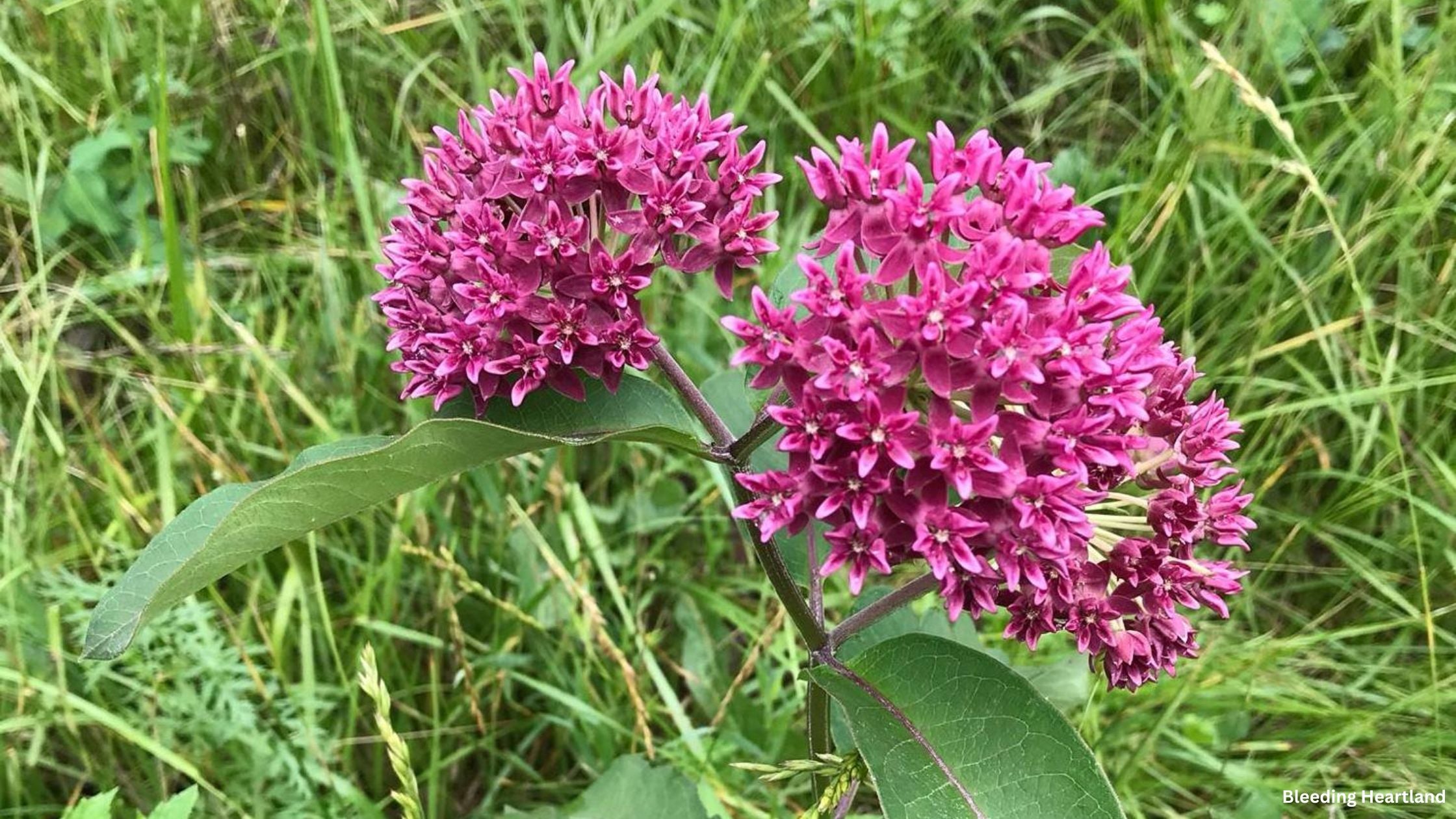 Purple Milkweed