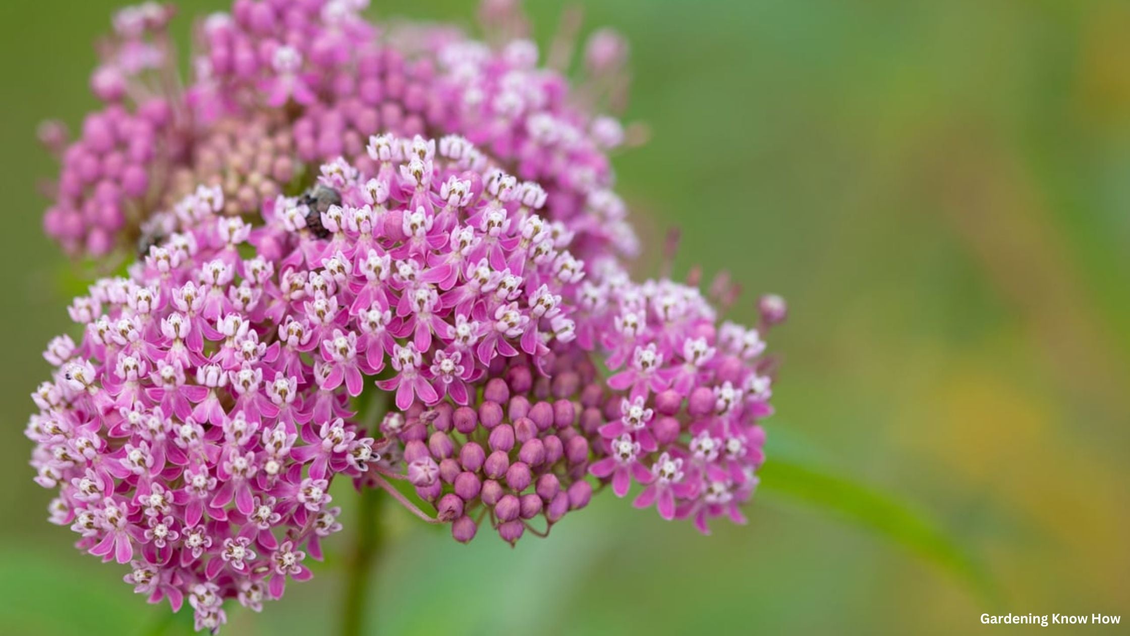 Swamp Milkweed