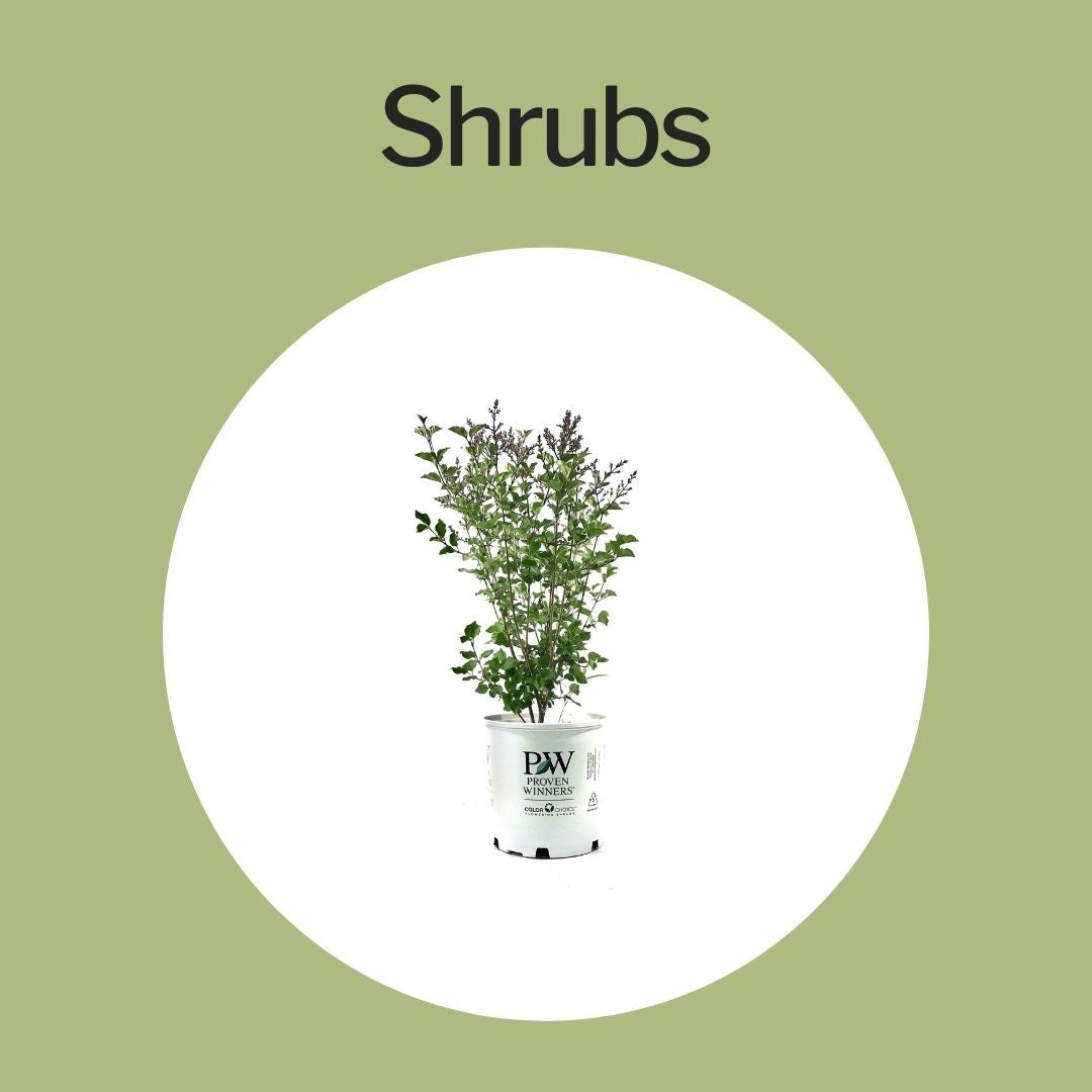 Shrubs