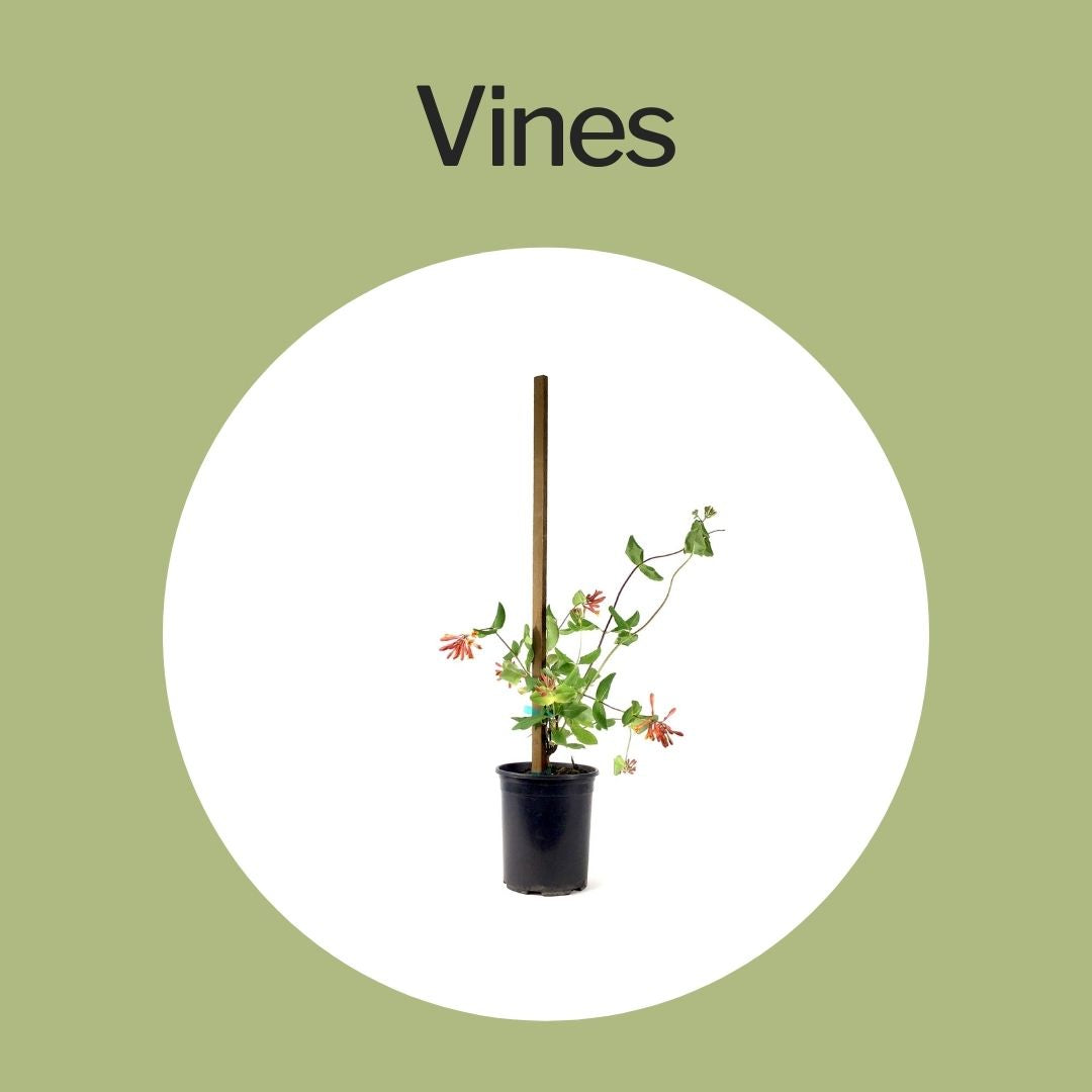 Vines