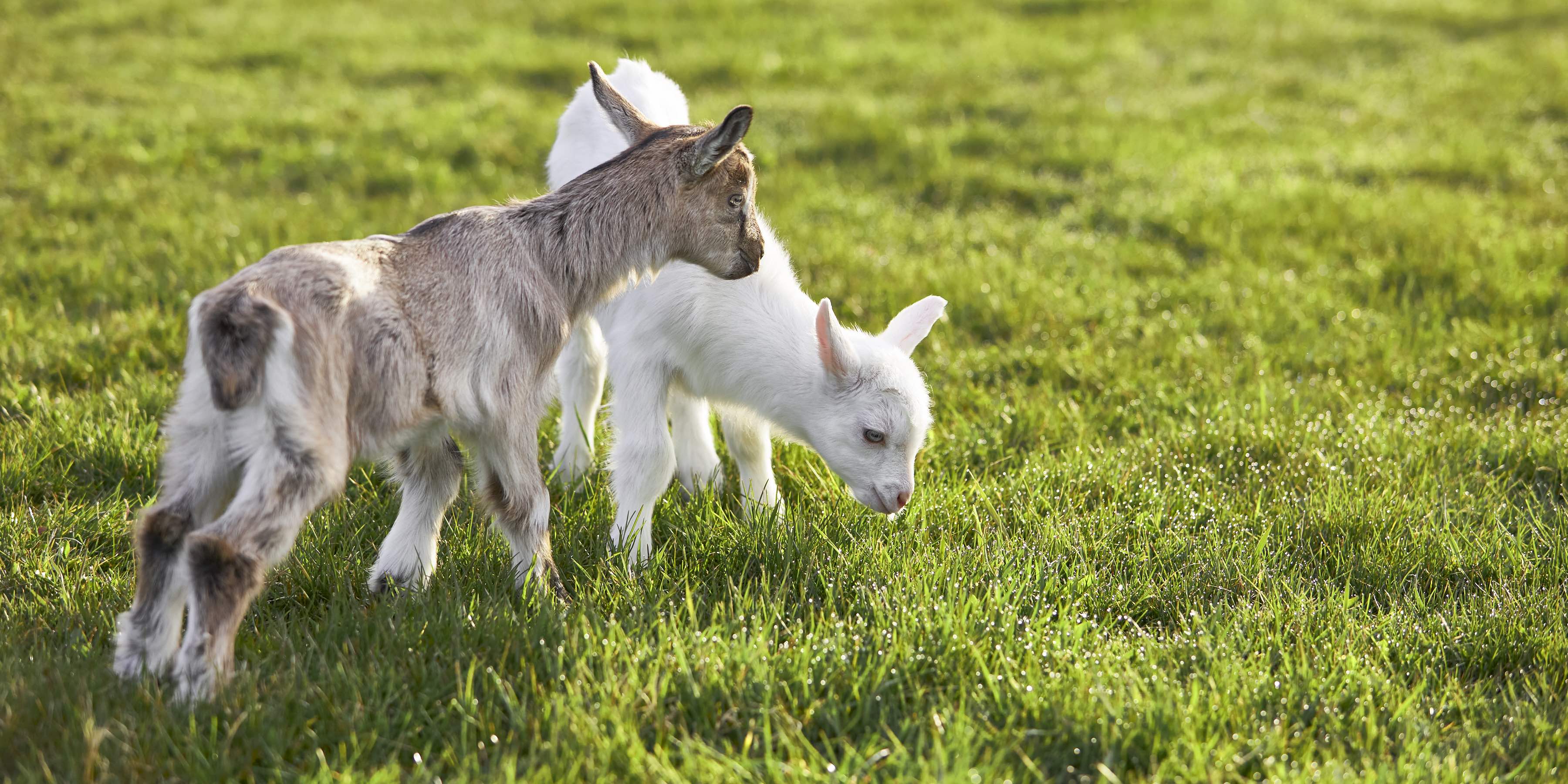 Beekman 1802 Baby Goats