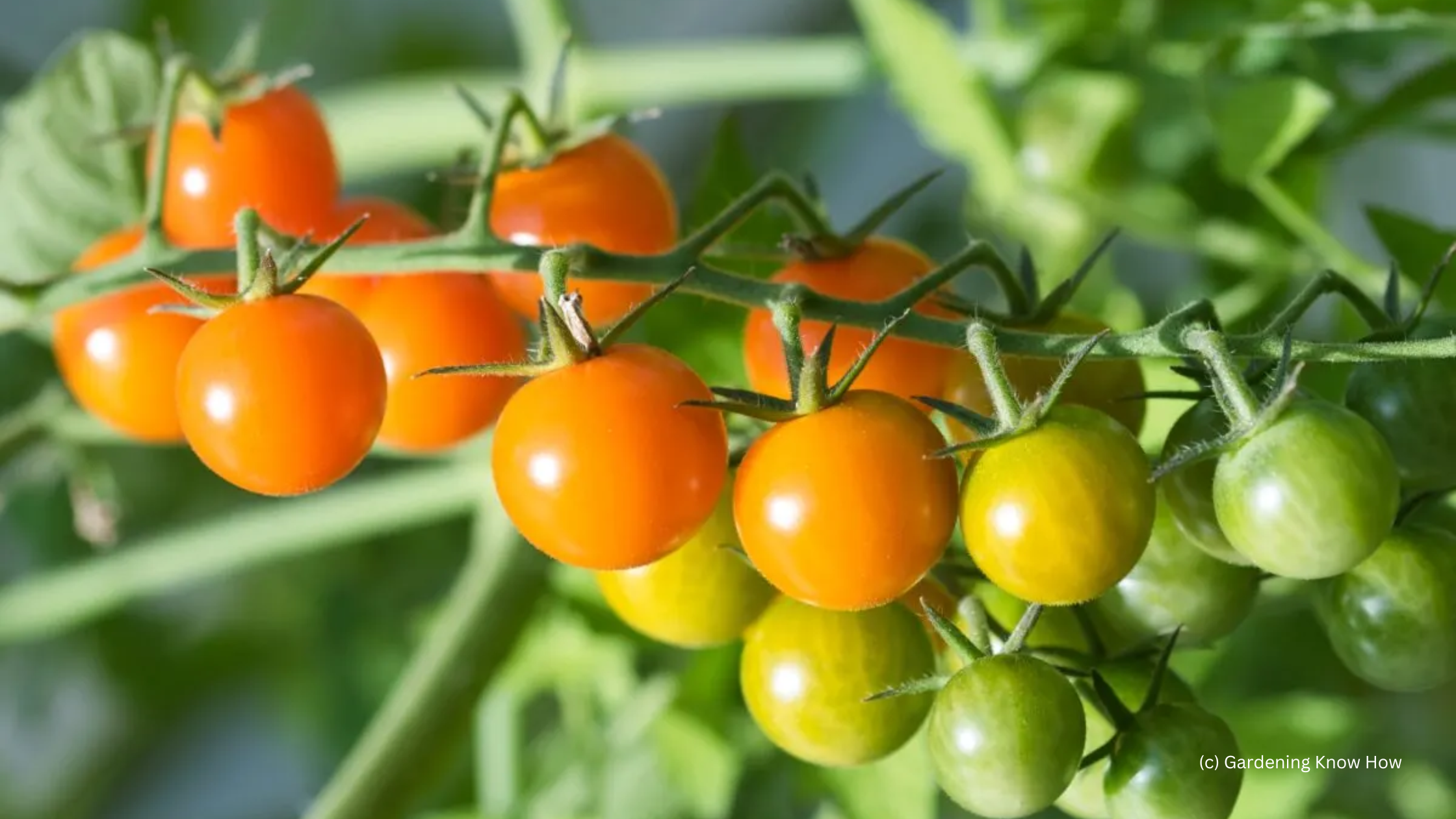 Sungold Tomatoes