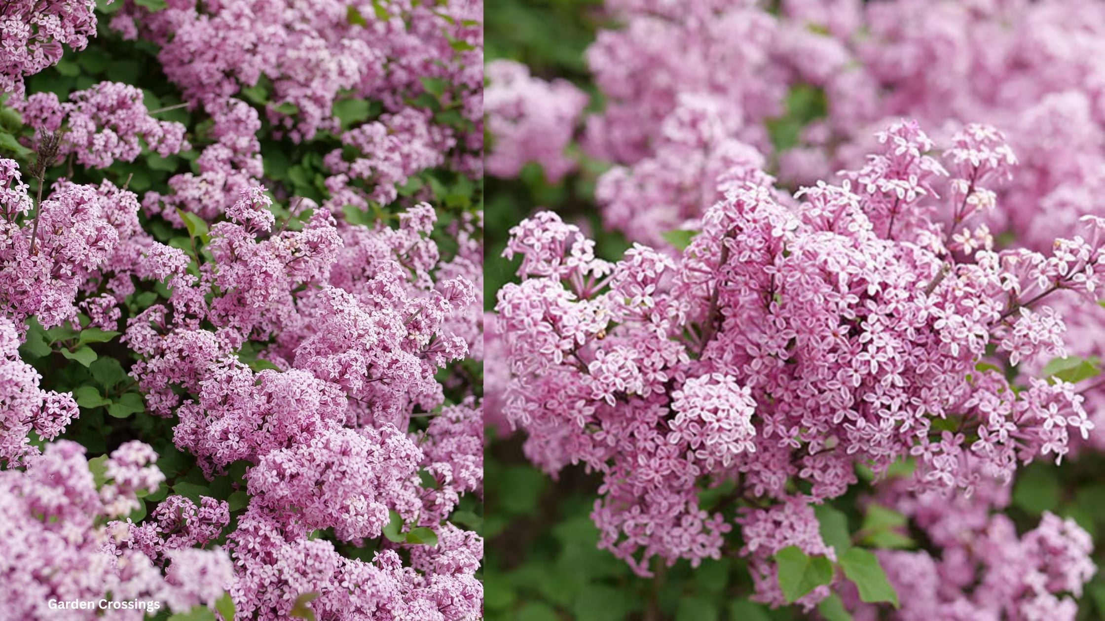 Bloomerang Purpink Lilac