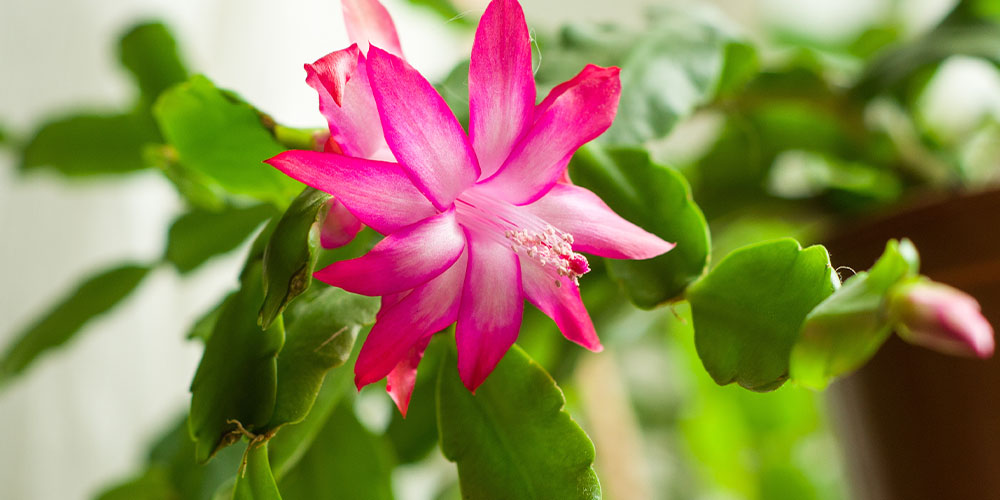 Christmas Cactus