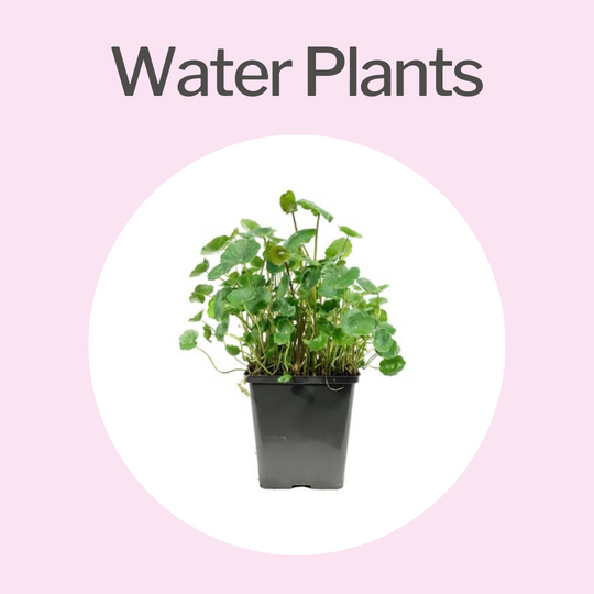 Water Plants