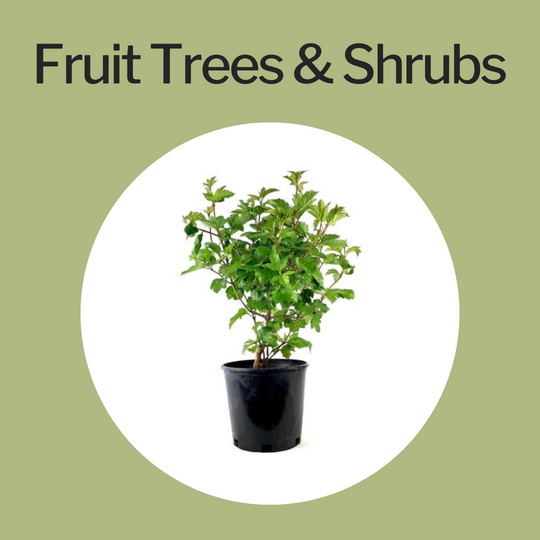 Fruit Trees & Shrubs