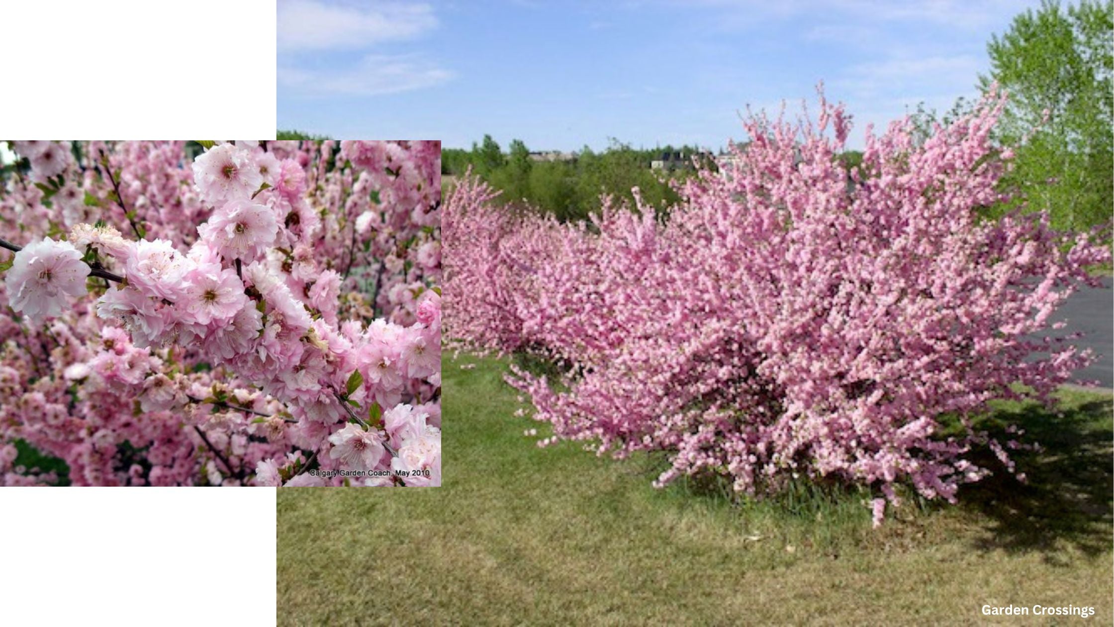 Double Flowering Plum