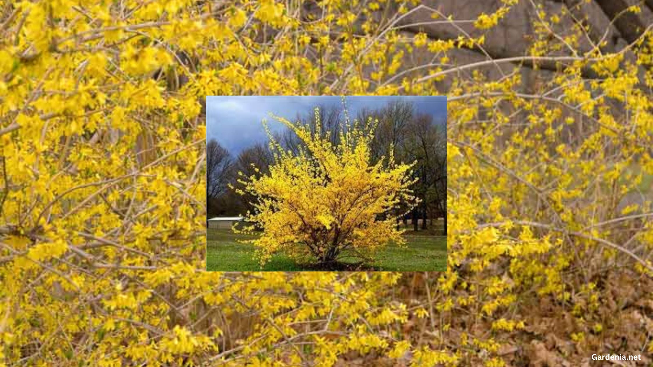 Forsythia Nothern Gold